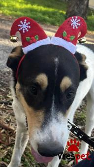 Ράτσα: Άγνωστο - Ημίαιμο | Ηλικία: 8 μηνών | Φύλο: Αρσενικό | Αρ. Microchip: - | Περιοχή: Νέα Σμύρνη, Αττική